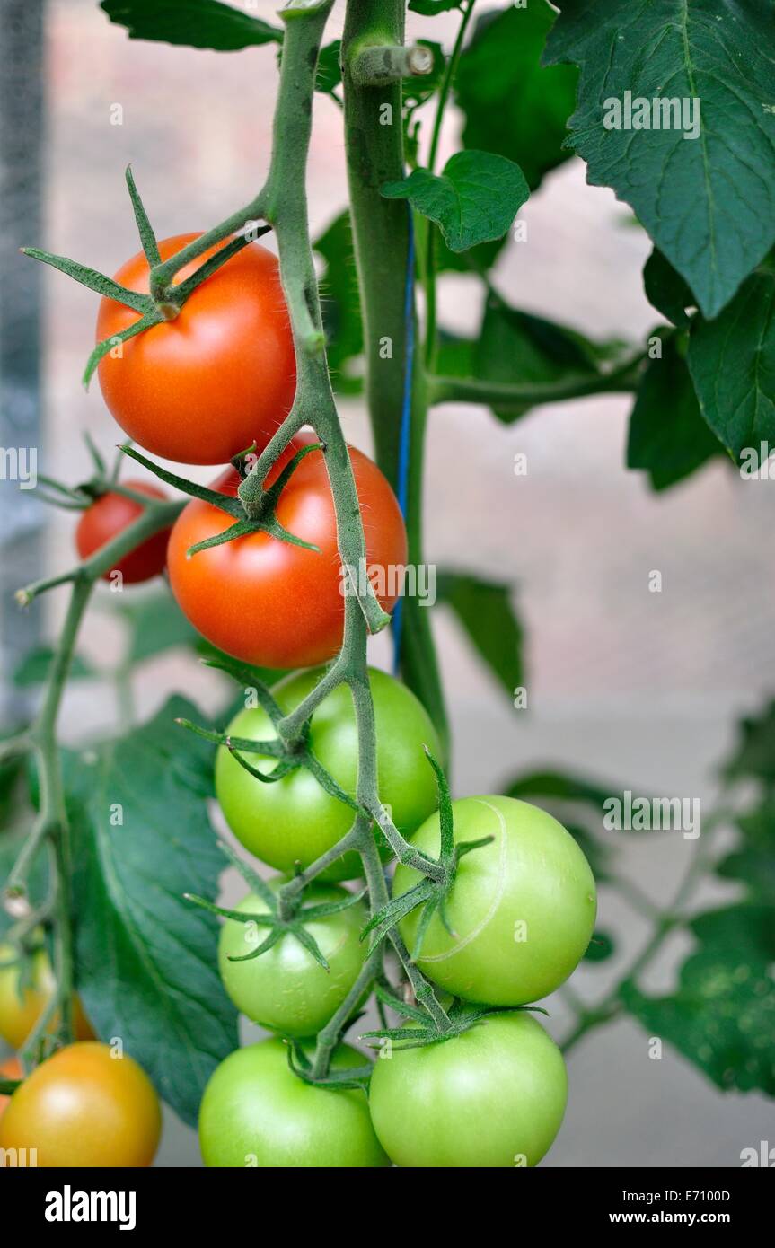 Les tomates rouges et vertes sur la vigne Banque D'Images