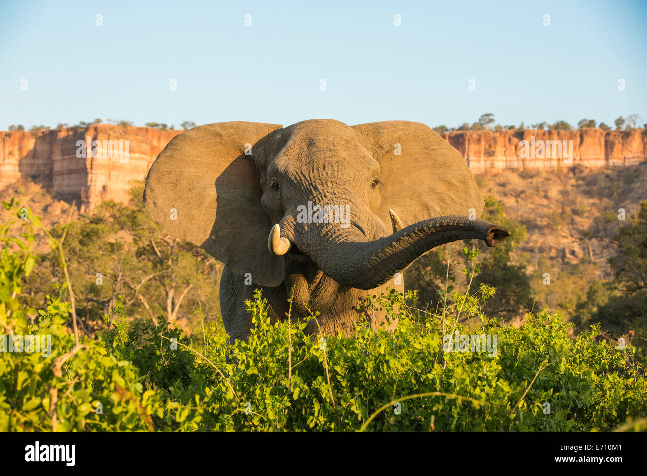 Vue frontale d'un taureau de l'Eléphant d'Afrique (Loxodonta africana) par falaises Chilojo Banque D'Images