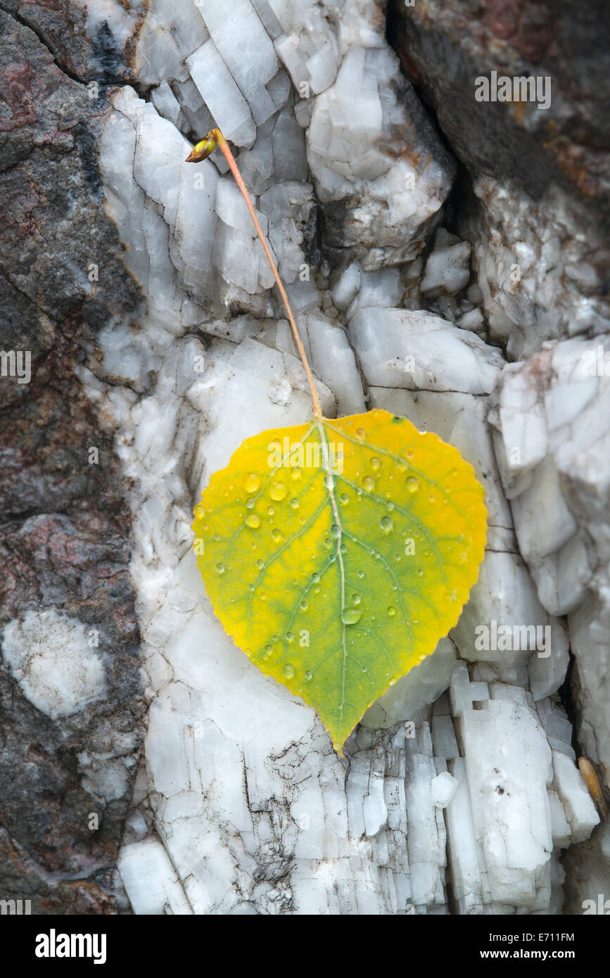 Une petite feuille de tremble, jaune et vert, reposant sur l'écorce des arbres. Banque D'Images