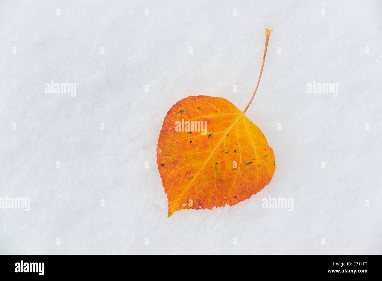 Une petite feuille de peuplier brun couché sur la neige. Banque D'Images
