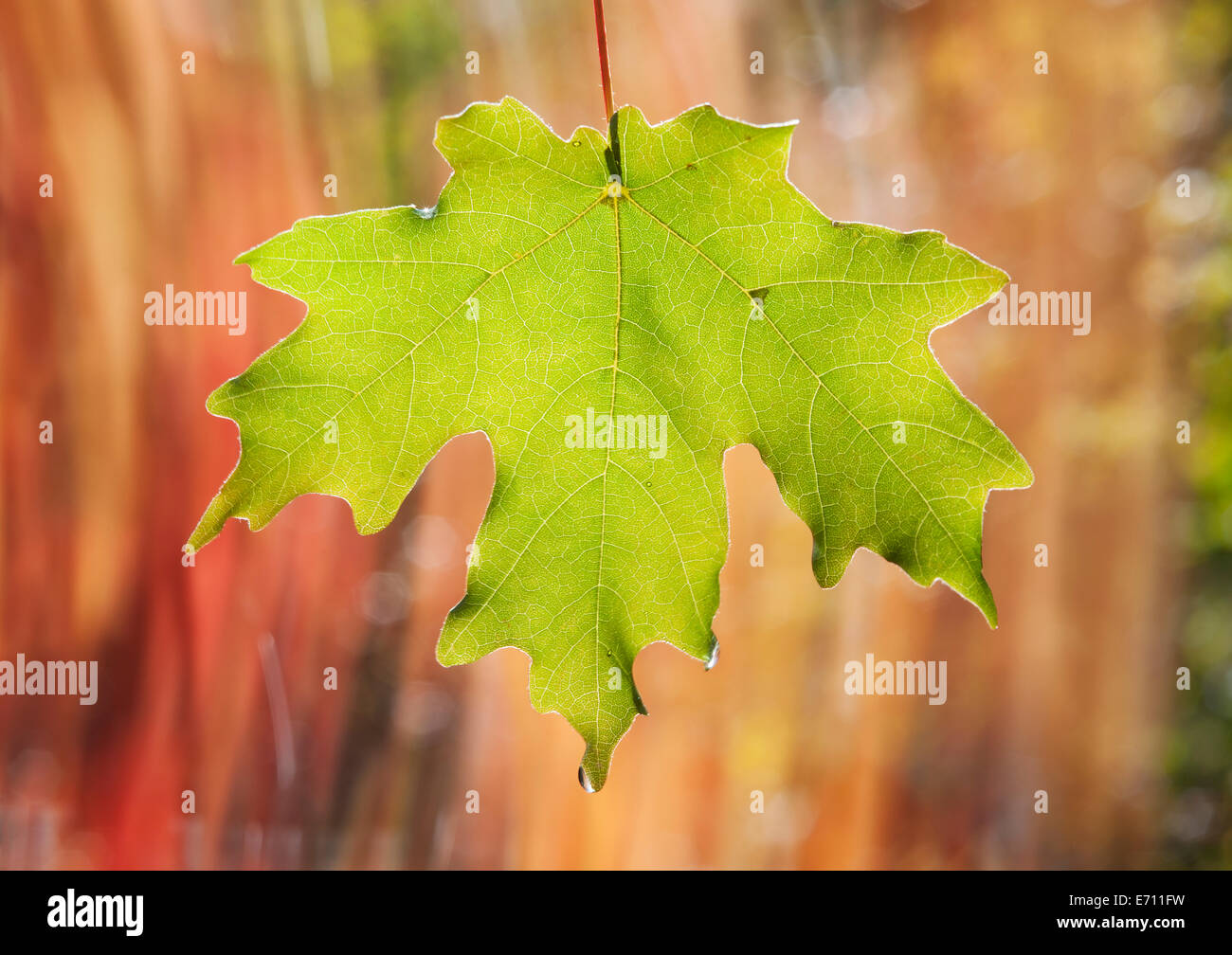Une feuille d'érable verte en suspension dans l'air. Banque D'Images