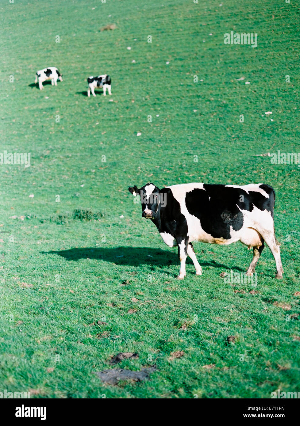 Trois vaches dans un champ, l'un avec la tête levée en regardant autour. Banque D'Images