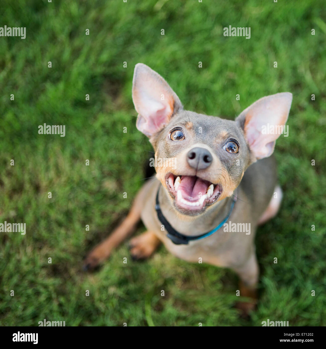 Un petit chien assis sur le sol à la recherche vers le haut avec une expression avide. Banque D'Images