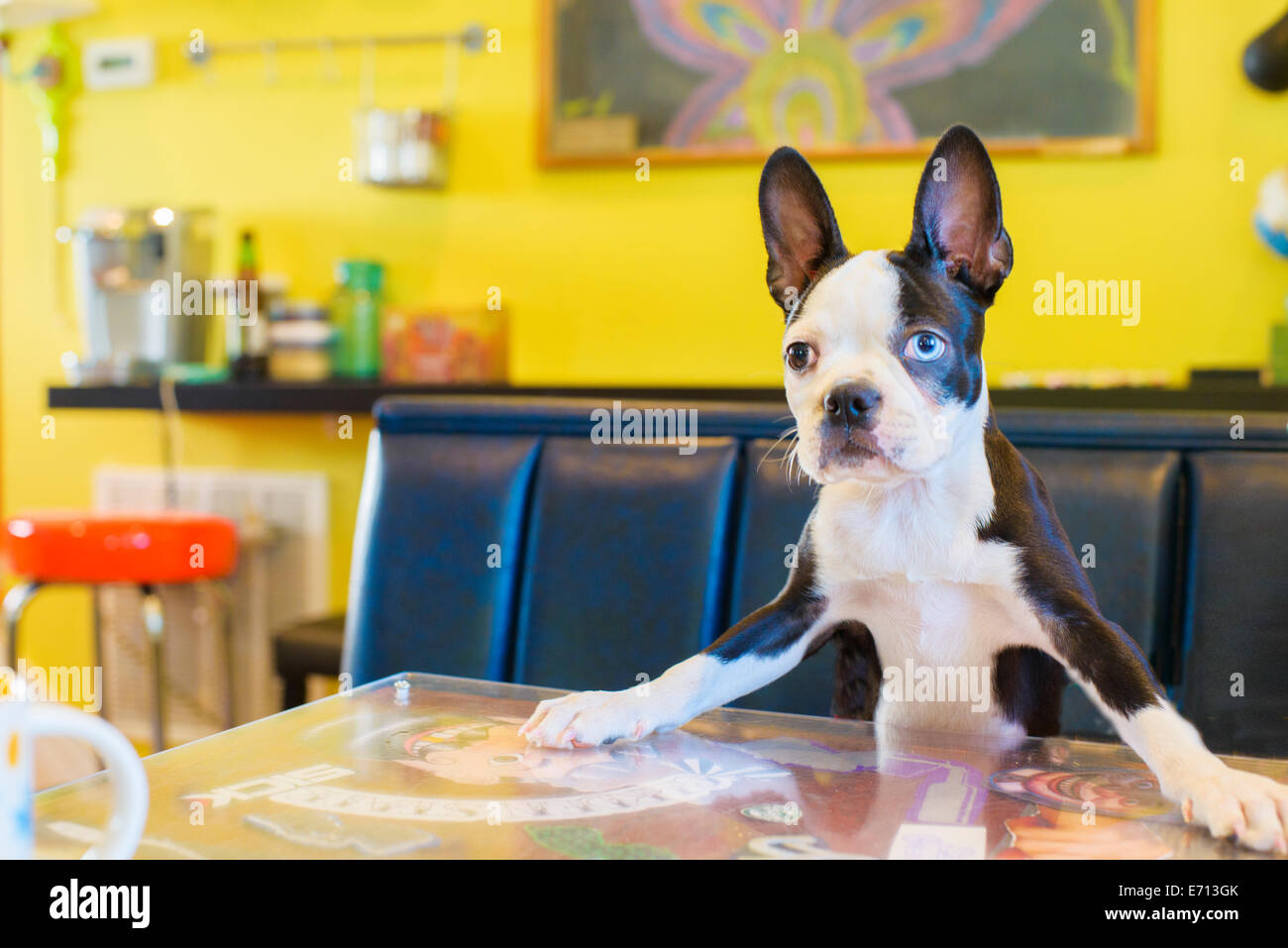 Portrait de chien mignon sur table de cuisine Banque D'Images