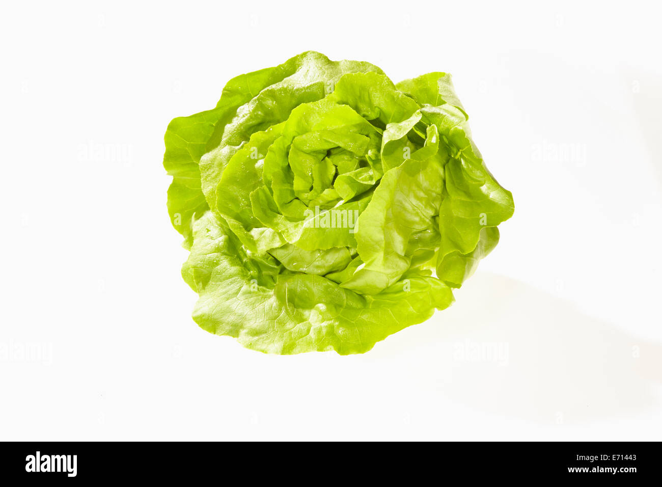 La Laitue, Lactuca sativa var. capitata, sur fond blanc Banque D'Images