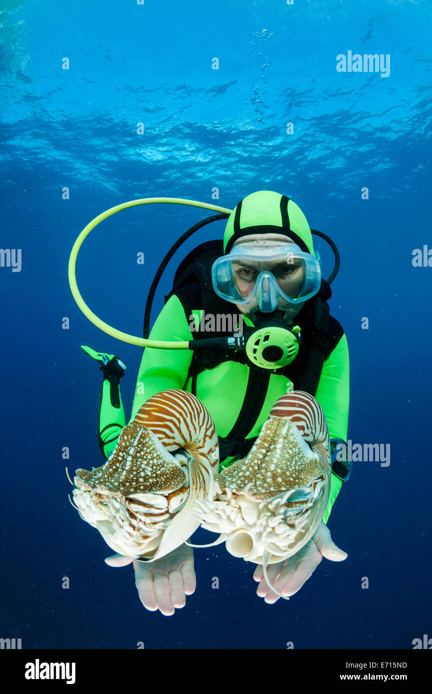 Océanie, Palaos, plongeur regardant Palau nautilusses belauensis, Nautilus, dans l'Océan Pacifique Banque D'Images