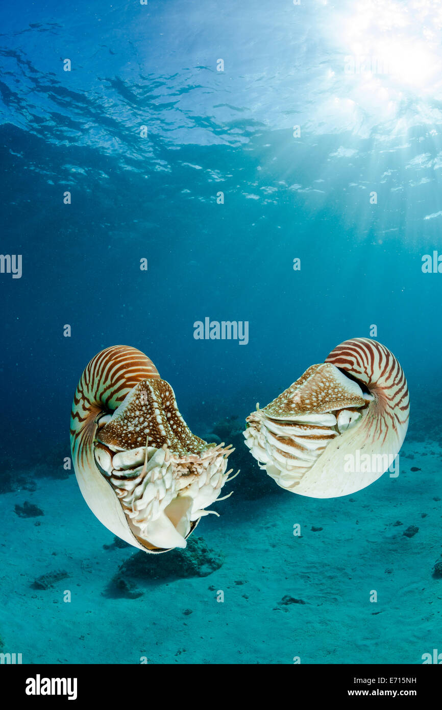 Océanie, Palaos Palaos, nautilusses belauensis, Nautilus, dans l'Océan Pacifique Banque D'Images