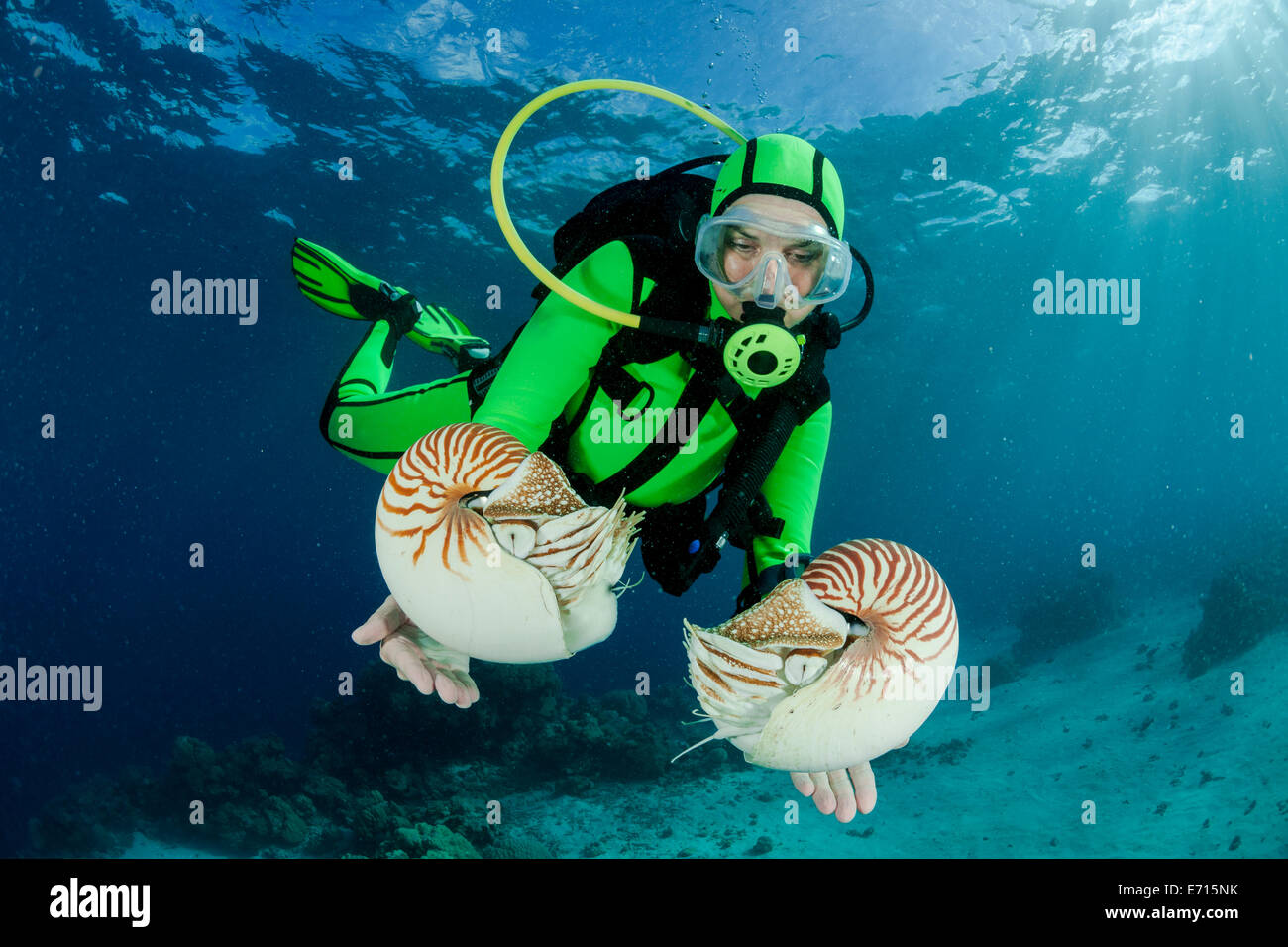 Océanie, Palaos, plongeur regardant Palau nautilusses belauensis, Nautilus, dans l'Océan Pacifique Banque D'Images