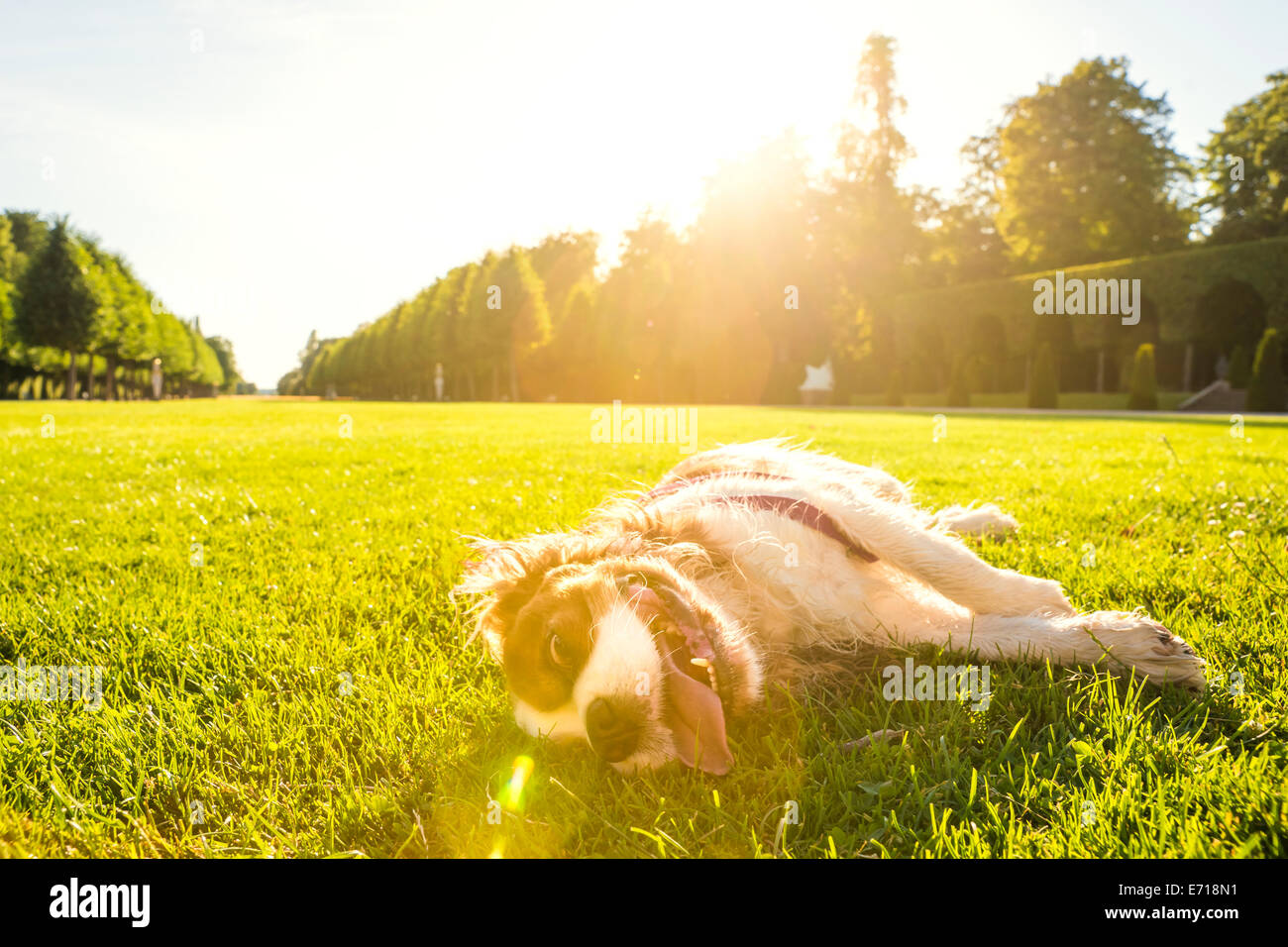 Chien, Canis lupus familiaris, allongé sur un pré Banque D'Images