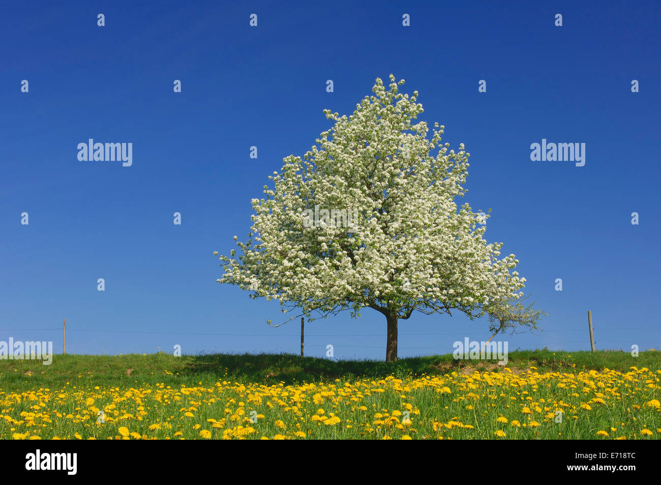 Pear Tree sur un pré de pissenlits en face de ciel bleu Banque D'Images
