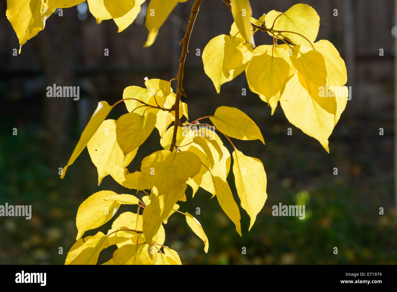 Direction générale de l'automne avec l'abricotier en feuilles jaune vif sur fond sombre plus rétroéclairé. Banque D'Images