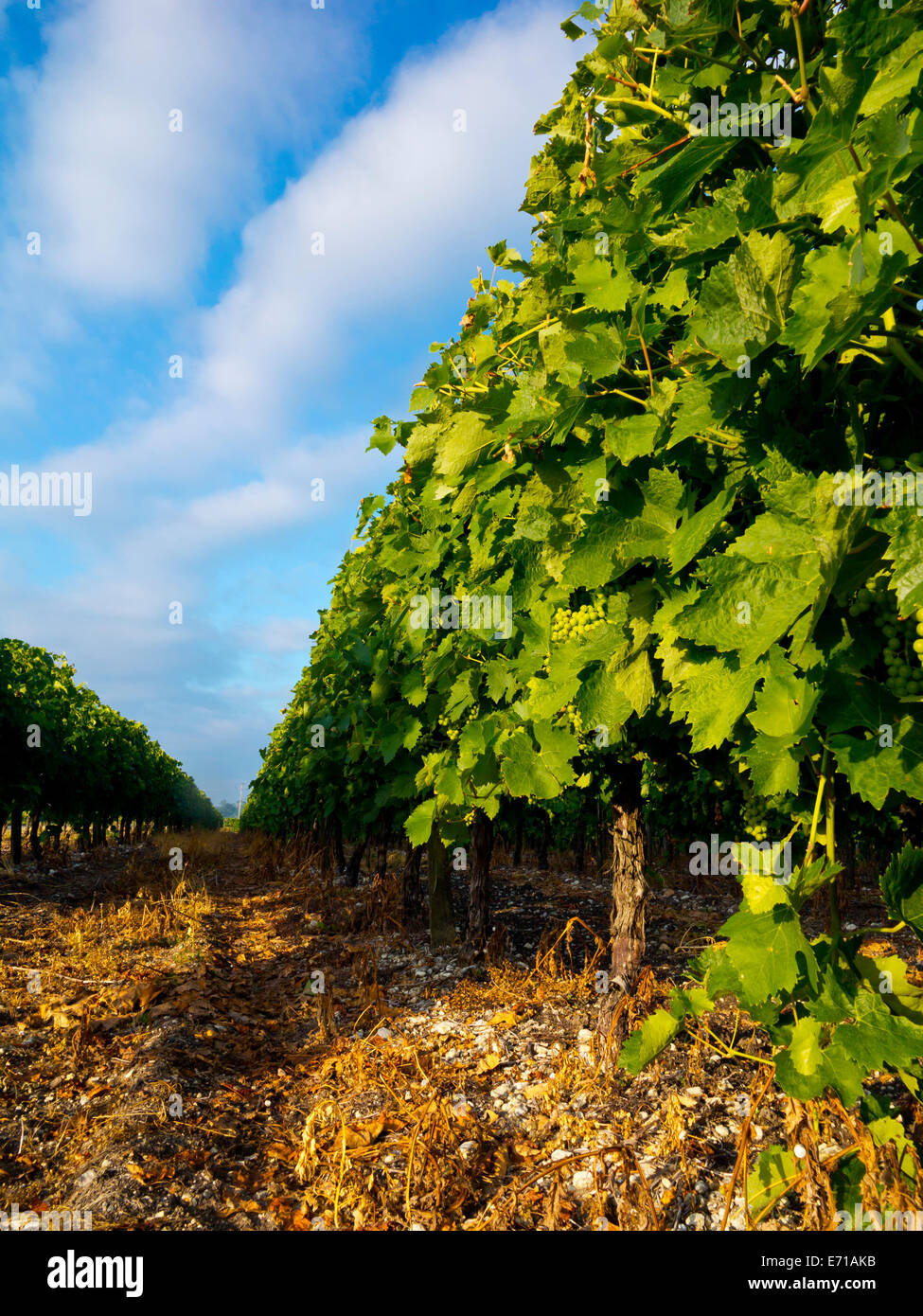 Grapes growing dans une vigne près du village de Perignac près de Cognac en Charente-Maritime domaine de south west France Banque D'Images