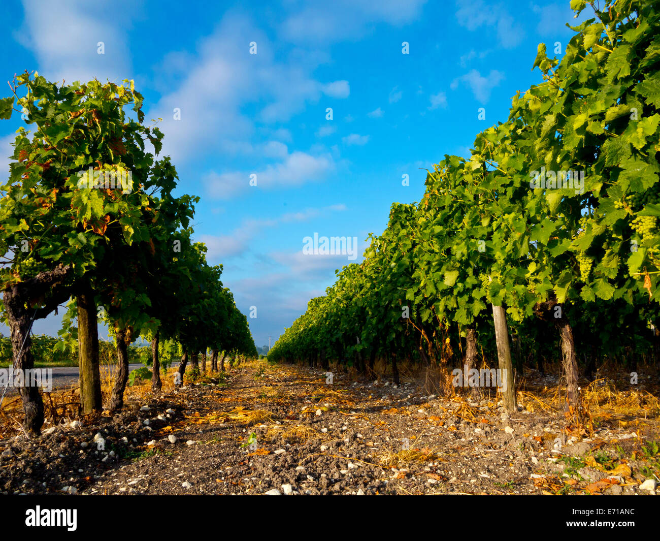 Grapes growing dans une vigne près du village de Perignac près de Cognac en Charente-Maritime domaine de south west France Banque D'Images