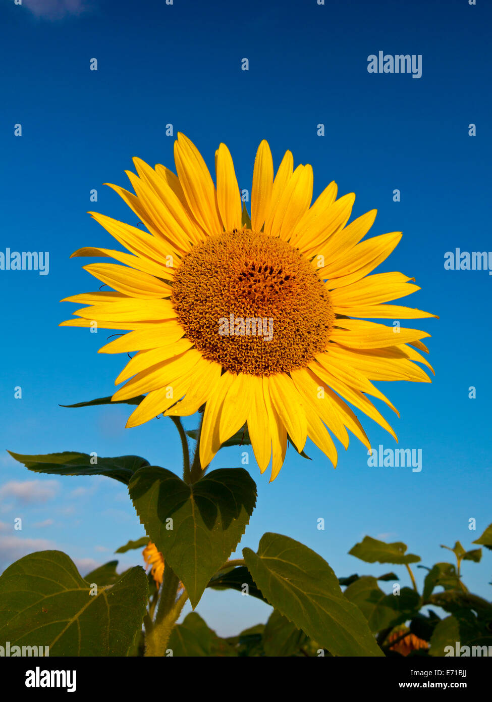 Tournesol, helianthus jaune vif avec ciel bleu en arrière-plan Cette espèce est cultivée pour ses graines et l'huile Banque D'Images