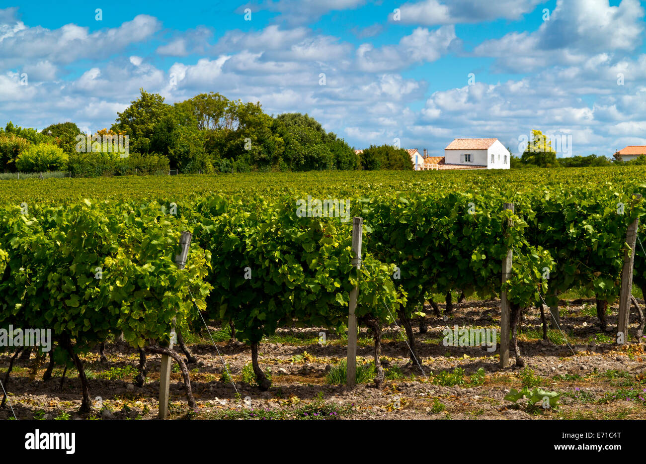 Grapes growing dans une vigne près du village de Talmont Sur Gironde en Charente-Maritime domaine de south west France Banque D'Images
