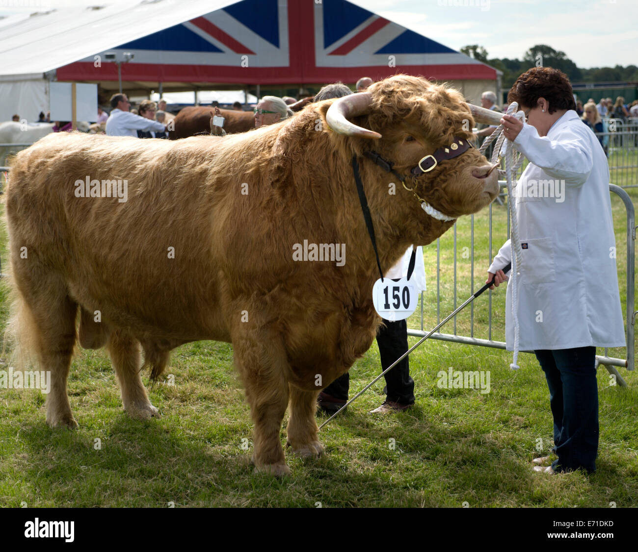 Eion Mhor d Mottistone, un participant dans la catégorie à la taureau Highland Edenbridge et salon de l'agriculture dans la région de Surrey Oxted Banque D'Images