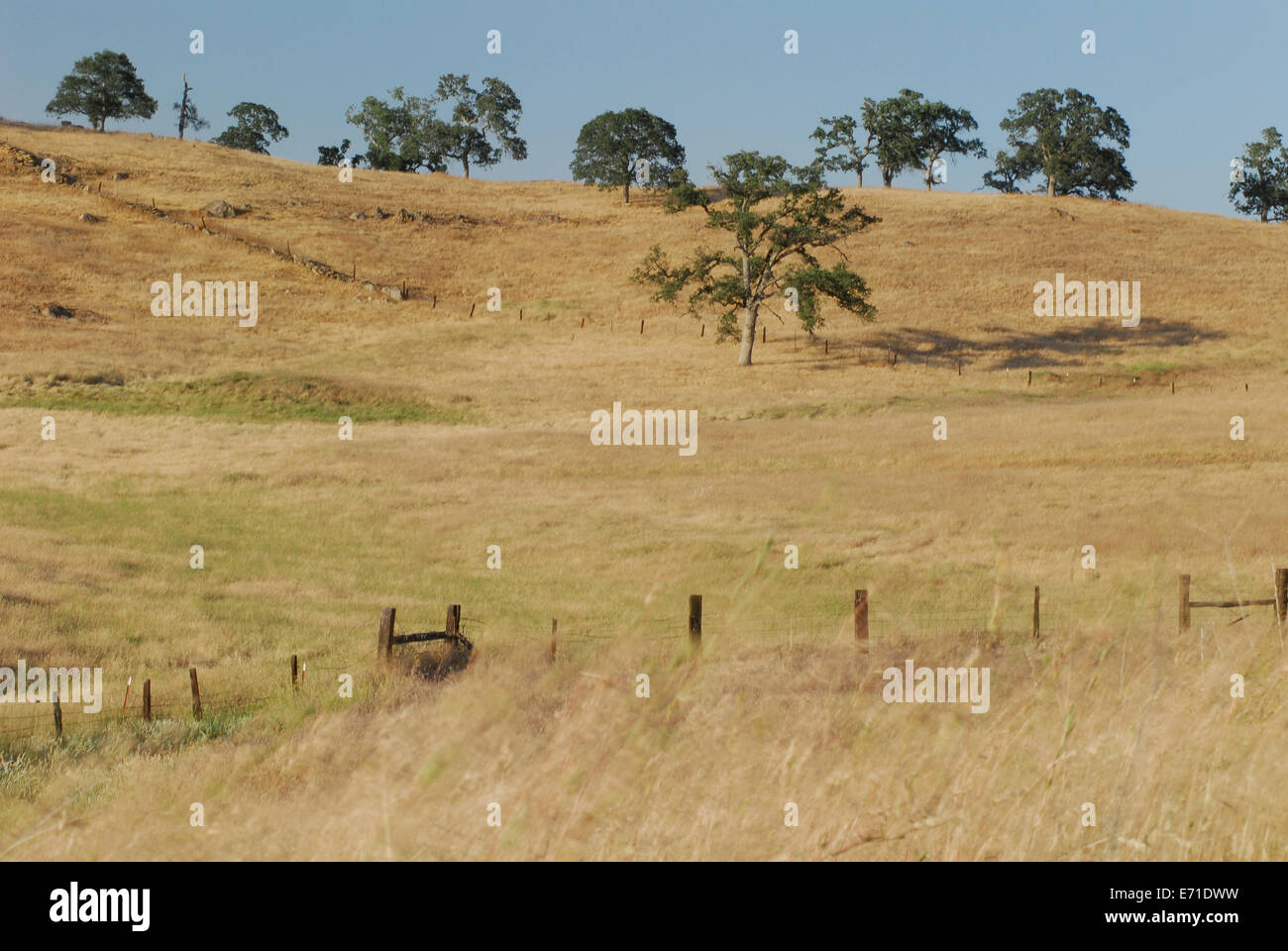 De chêne sur le côté d'une colline dans le temps des récoltes d'or un jour d'été avec un ciel bleu Banque D'Images