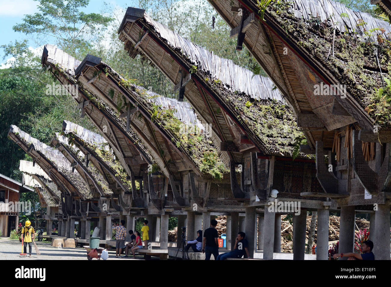 30 août 2014 - Toraja de Sulawesi Utara, Selatan, INDONÉSIE - Toraja, Indonésie - 14 septembre:le tourisme sont le passage à proximité de Tongkonan Toraja, maison traditionnelle à Toraja le 30 août 2014 dans le sud de Sulawesi, Indonésie. Tongkonan Toraja est une maison traditionnelle de la tribu Toraja qui servent comme résidence et granges. D'éminents citoyens caractérisée par le nombre de niveaux en corne de buffle afficher de bas en haut en face de la maison. La maison traditionnelle a été présente depuis le 11e siècle. (Crédit Image : © Sijori Images/Zuma sur le fil) Banque D'Images