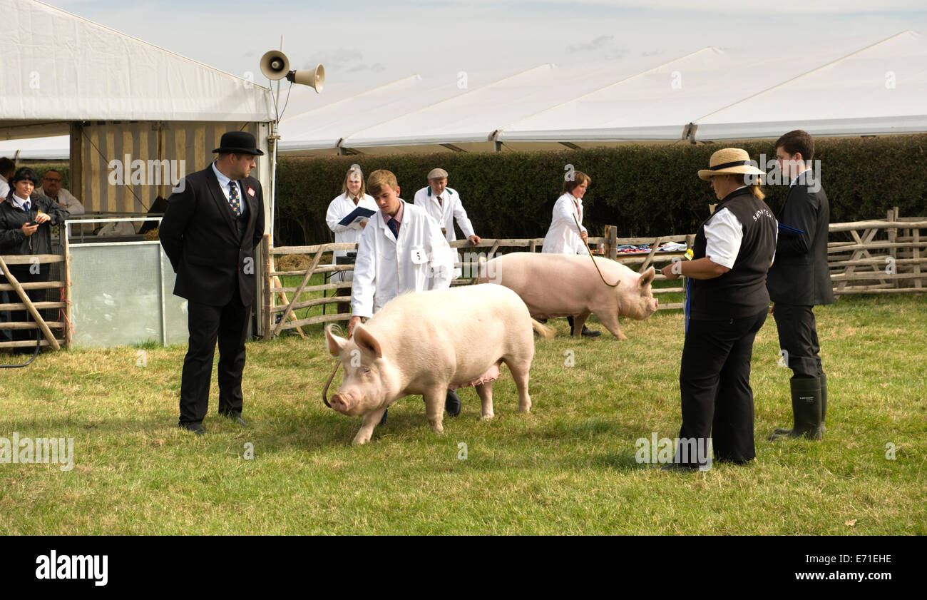 Venus dans le cochon ouvert à la classe d'Edenbridge et salon de l'agriculture Oxted Banque D'Images