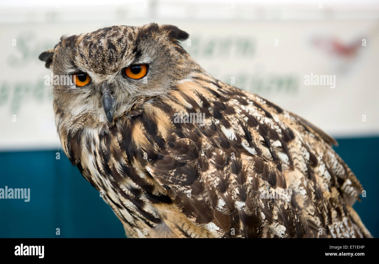 Un grand hibou du sud-est de l'Association les rapaces à l'Edenbridge et salon de l'agriculture Oxted Banque D'Images