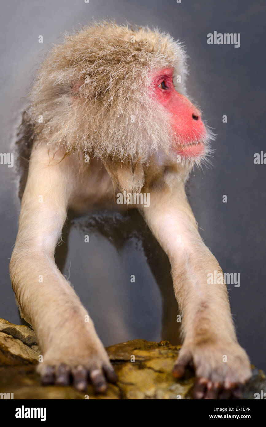 Bains de macaques de hot springs, à Nagano, au Japon. Banque D'Images