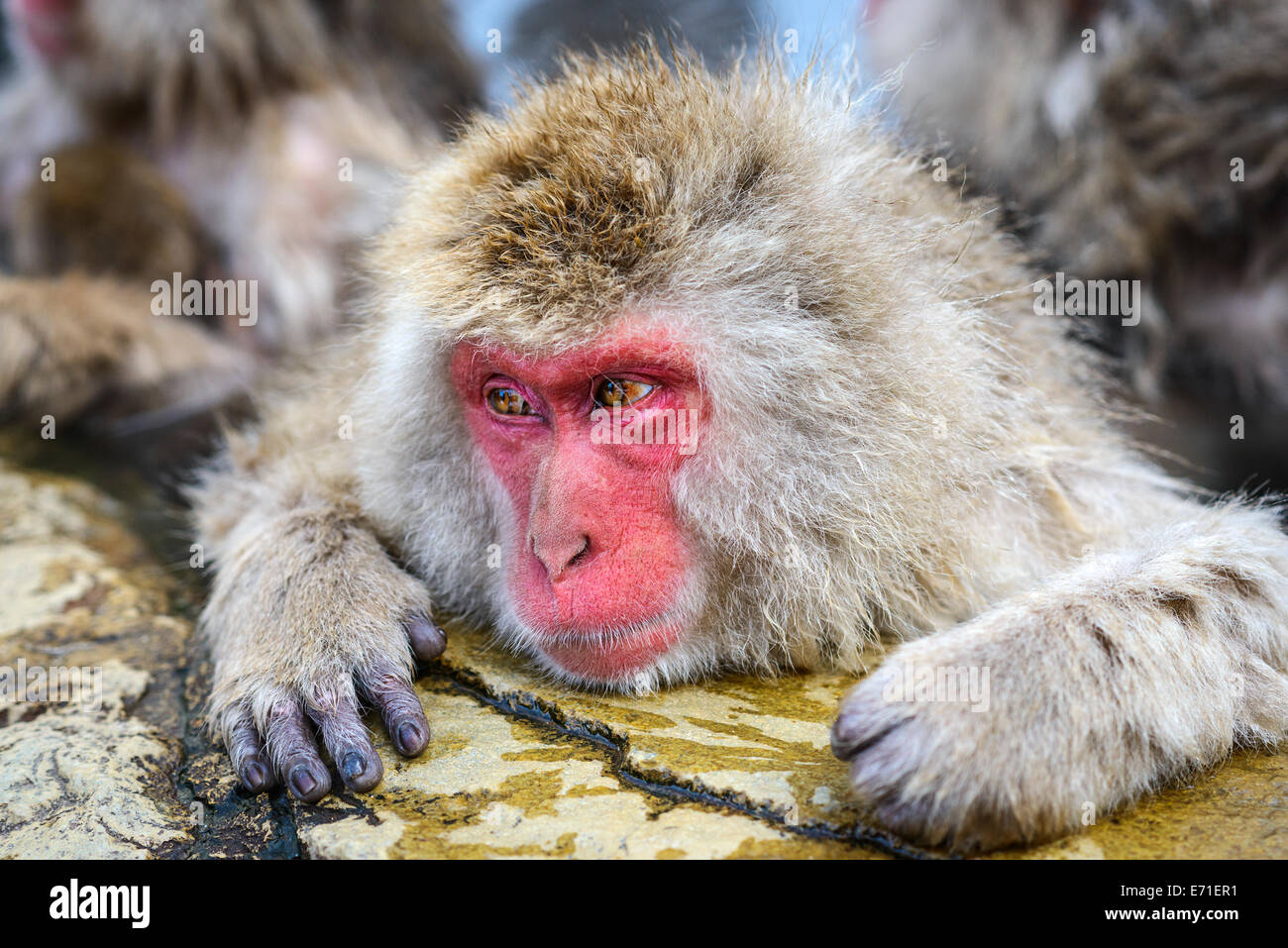 Bains de macaques de hot springs, à Nagano, au Japon. Banque D'Images