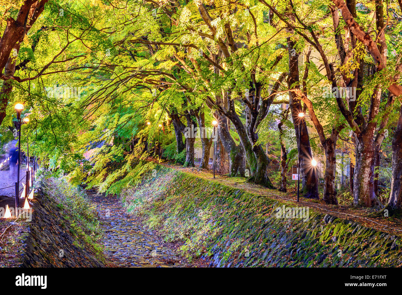 Feuille d'érable en tunnel Kawaguchi, le Japon. Banque D'Images