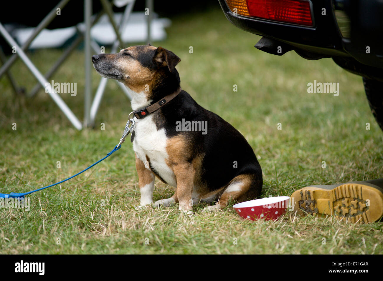Un petit chien aime le soleil à l'Edenbridge et salon de l'agriculture Oxted Banque D'Images