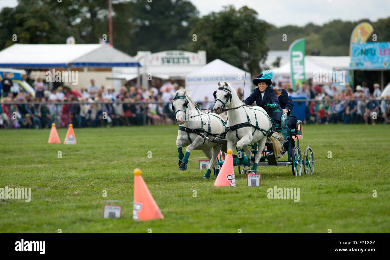 Un concurrent déterminé dans le faisceau double se précipitent à la concurrence conduite Edenbridge et salon de l'agriculture Oxted Banque D'Images