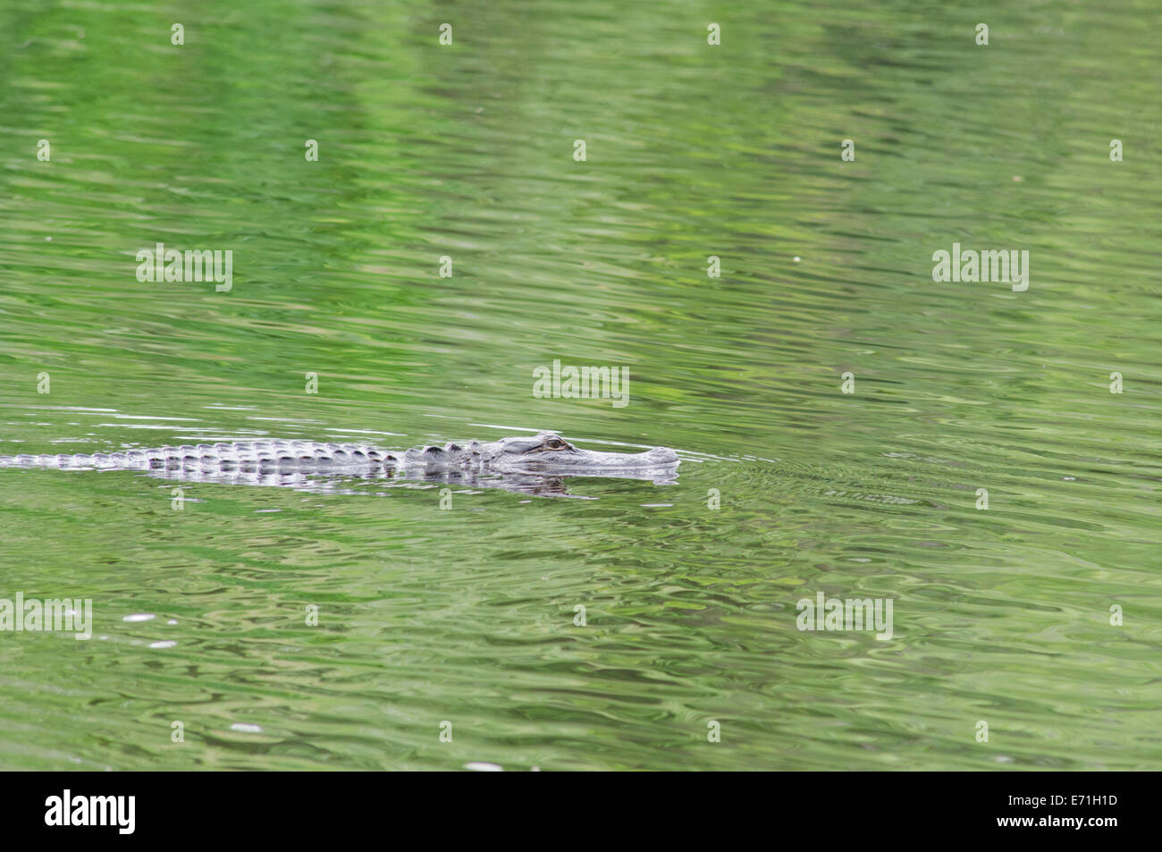 États-unis, Louisiane, Nouvelle Orléans, Lafitte, Jean Lafitte National Historical Park, Barataria préserver. Wild Alligator. Banque D'Images