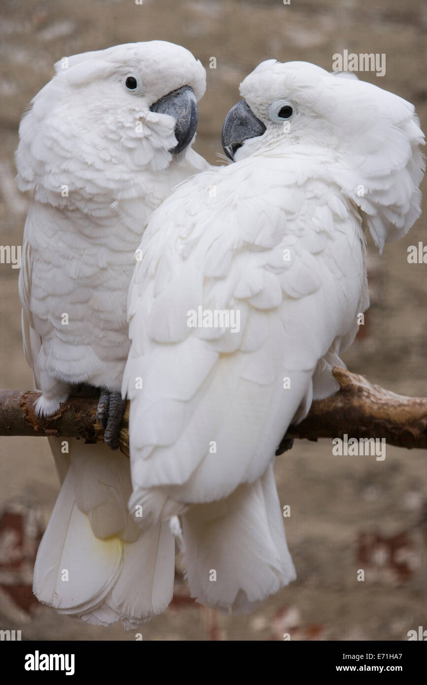 Parapluie ou cacatoès blanc (Cacatua alba). Paire. Les oiseaux de volière. Originaire d'Indonésie. Banque D'Images