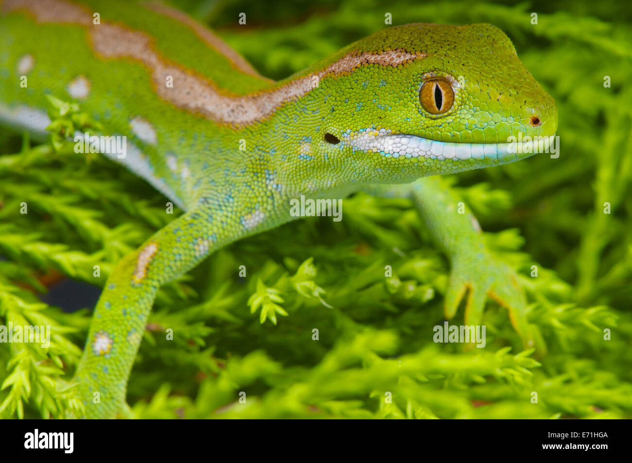 Naultinus grayii / Green gecko Banque D'Images
