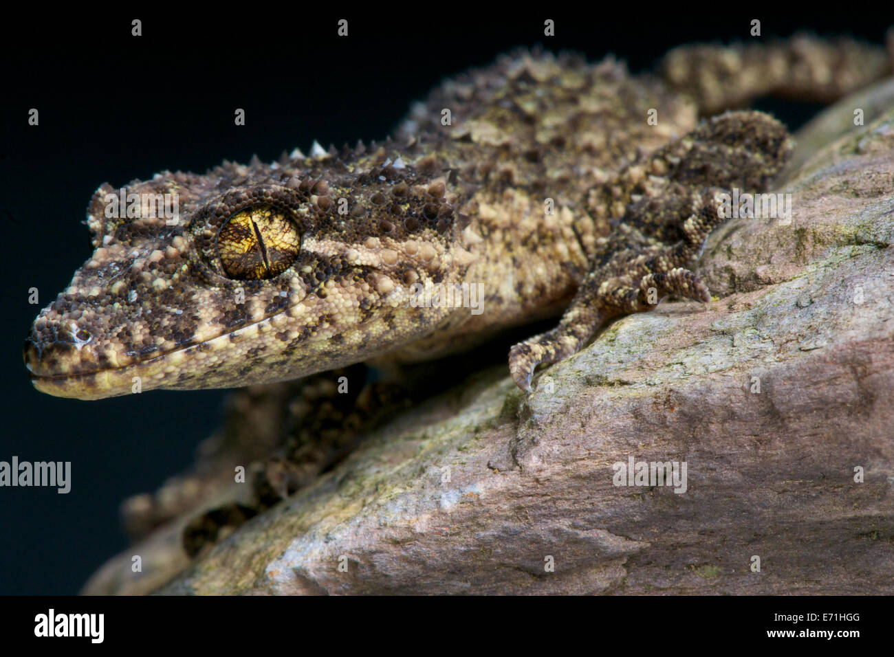 Leaf tail gecko / Saltuarius wyberba Banque D'Images