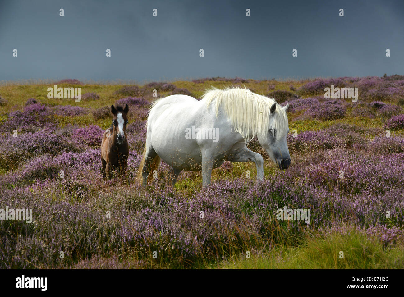 Poney poneys sauvages et poulain walking in heather sur Long Mynd Shropshire Uk Banque D'Images