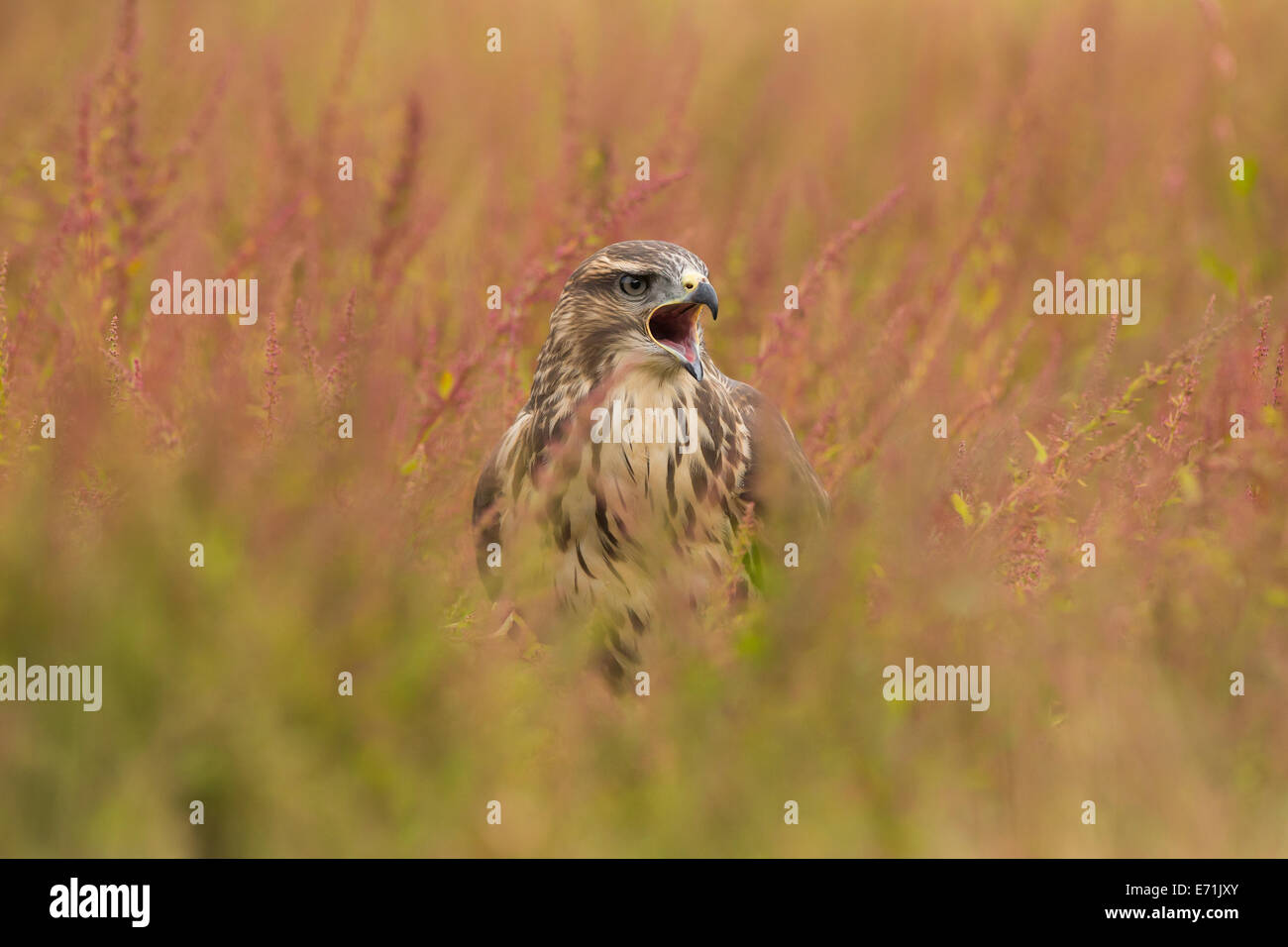 Buteo buteo Buzzard, dans un champ Banque D'Images