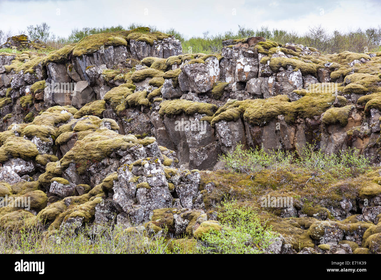 De plus en plus de mousse sur des rochers, des plaques tectoniques eurasienne et la dorsale médio-Atlantique, le Parc National de Pingvellir, Blaskogabyggo, Islande Banque D'Images