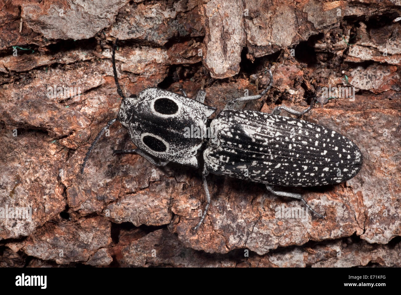 Alaus oculatus est une espèce de coléoptère cliquez. Il est en Amérique centrale et en Amérique du Nord. Banque D'Images