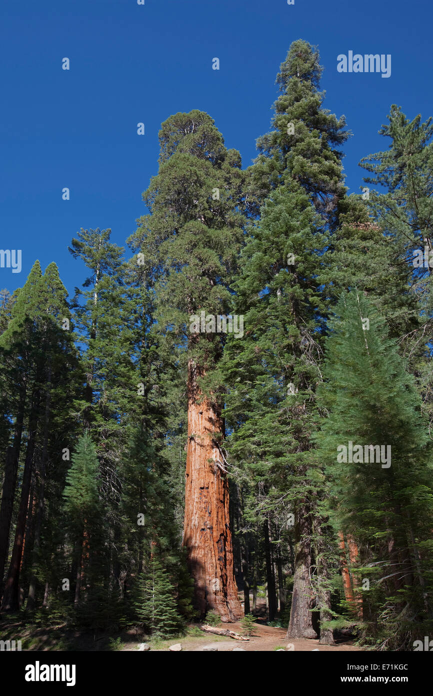 Sequoia National Park est un parc national dans le sud de la Sierra Nevada à l'est de Visalia, Californie, aux États-Unis. La pa Banque D'Images