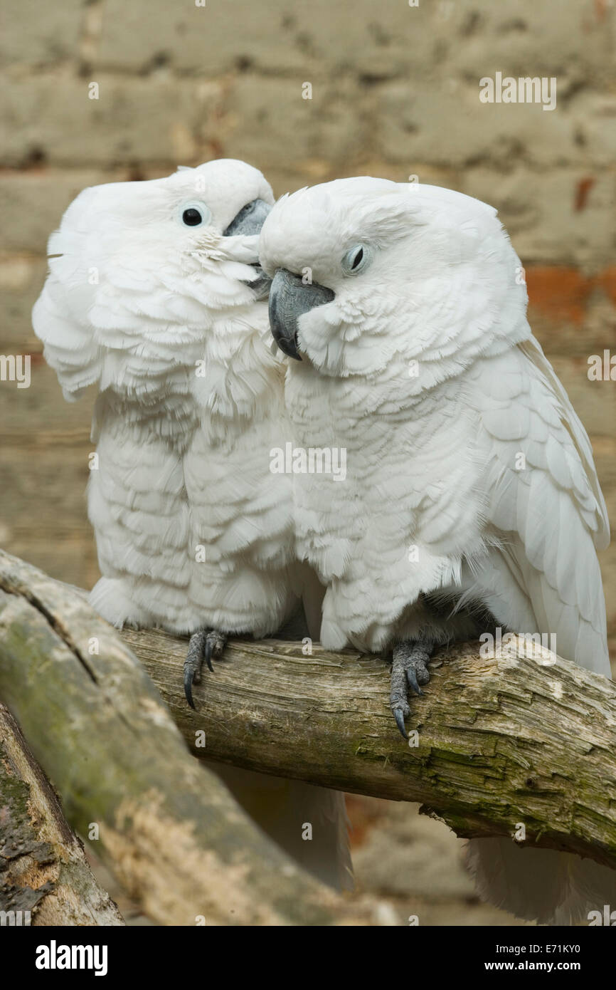 Parapluie ou cacatoès blanc (Cacatua alba). Paire. Les oiseaux de volière. Originaire d'Indonésie. Banque D'Images