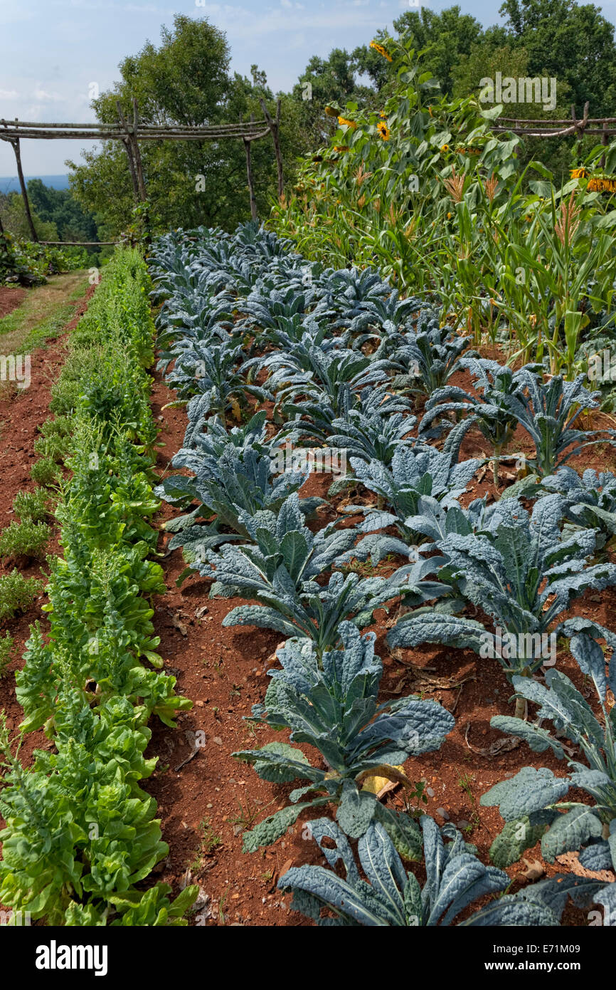 Kale sabellien - Potager à Thomas Jefferson's Home - Monticello, VA Banque D'Images