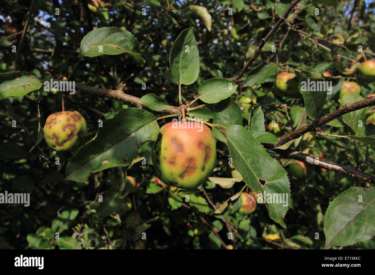 Ferme aux pommes, Archard, pomme sur l'arbre, Norfolk, Royaume-Uni Banque D'Images