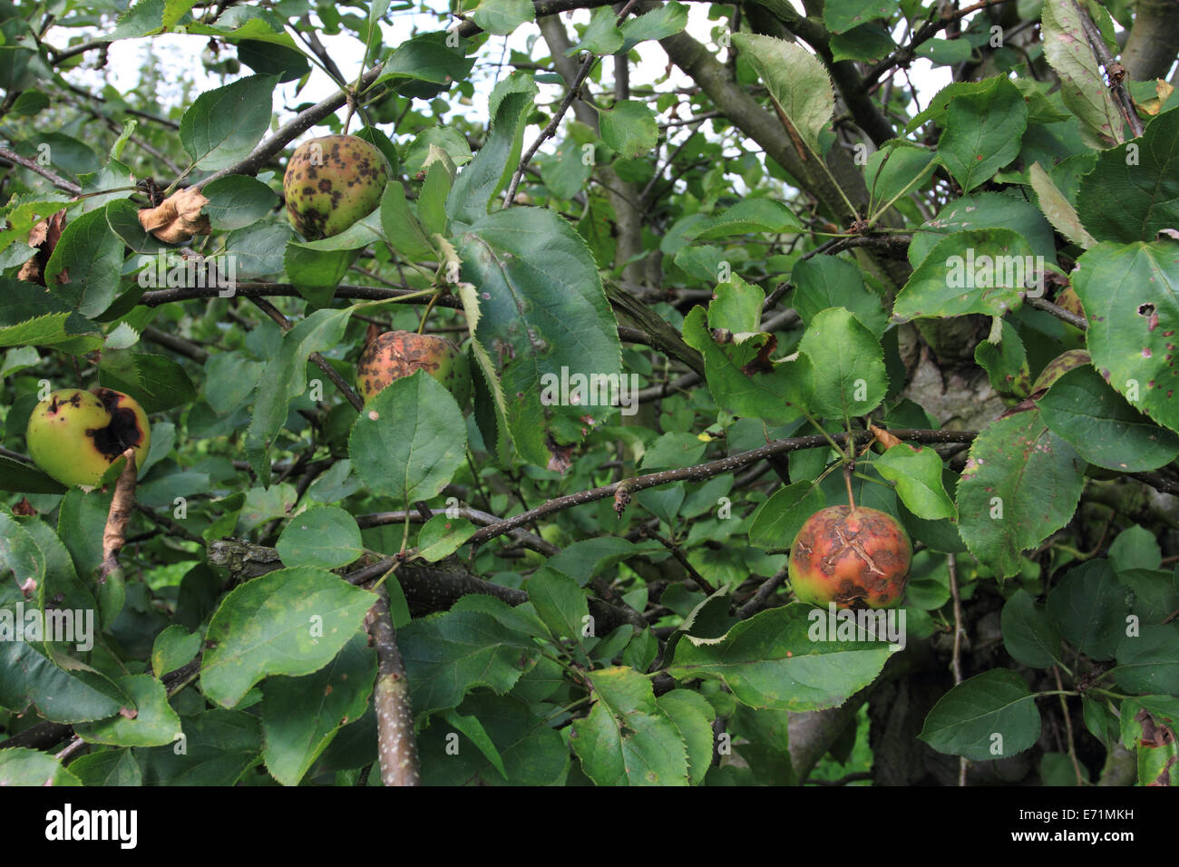 Ferme aux pommes, Archard, pomme sur l'arbre, Norfolk, Royaume-Uni Banque D'Images