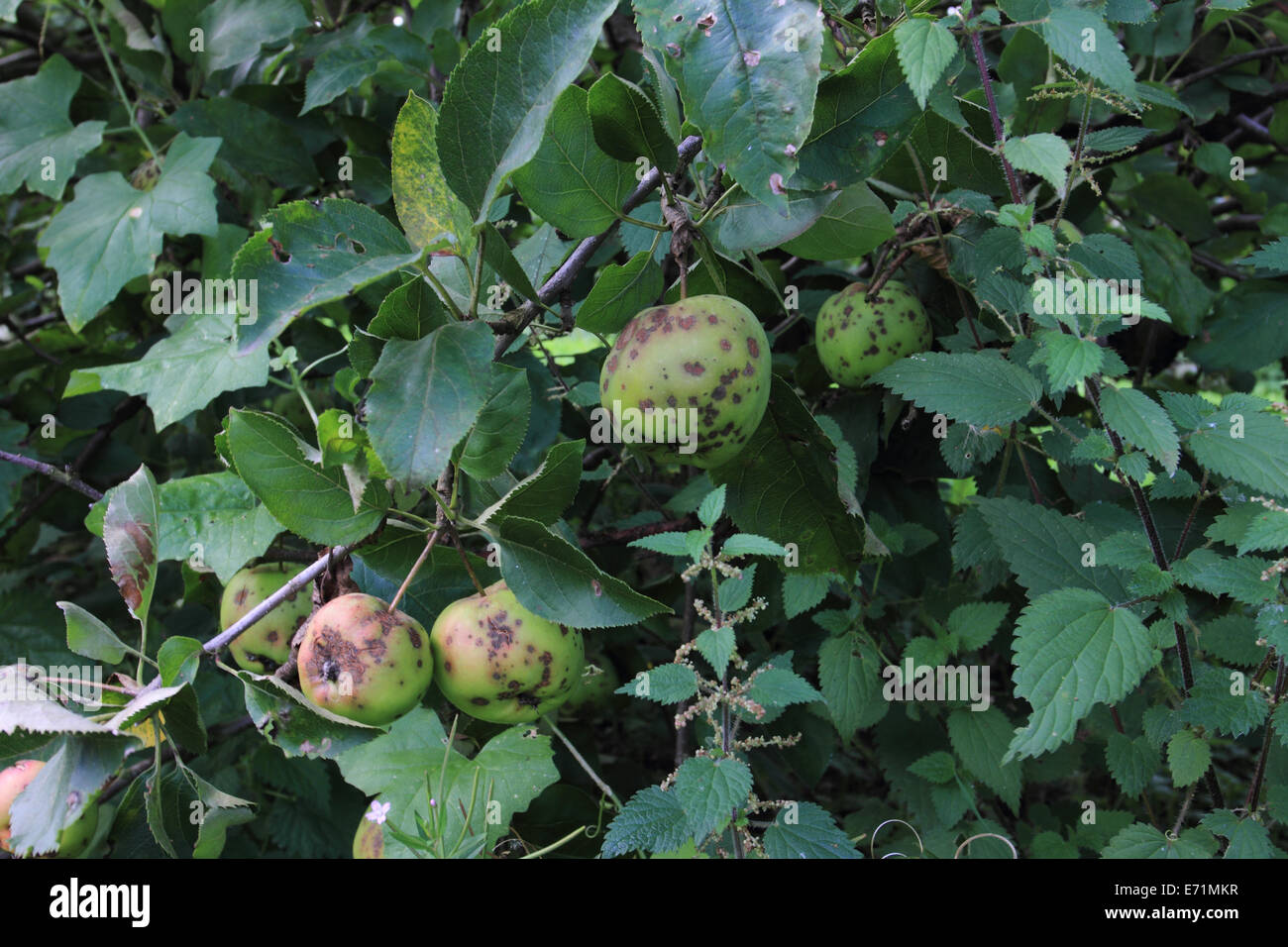 Ferme aux pommes, Archard, pomme sur l'arbre, Norfolk, Royaume-Uni Banque D'Images