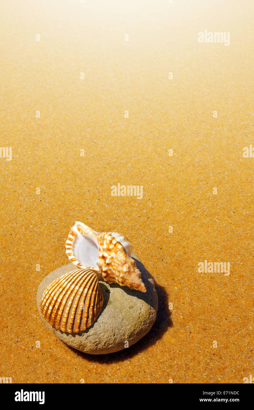 Un coquillage et une conque fixant dans le sable doré d'une plage Banque D'Images