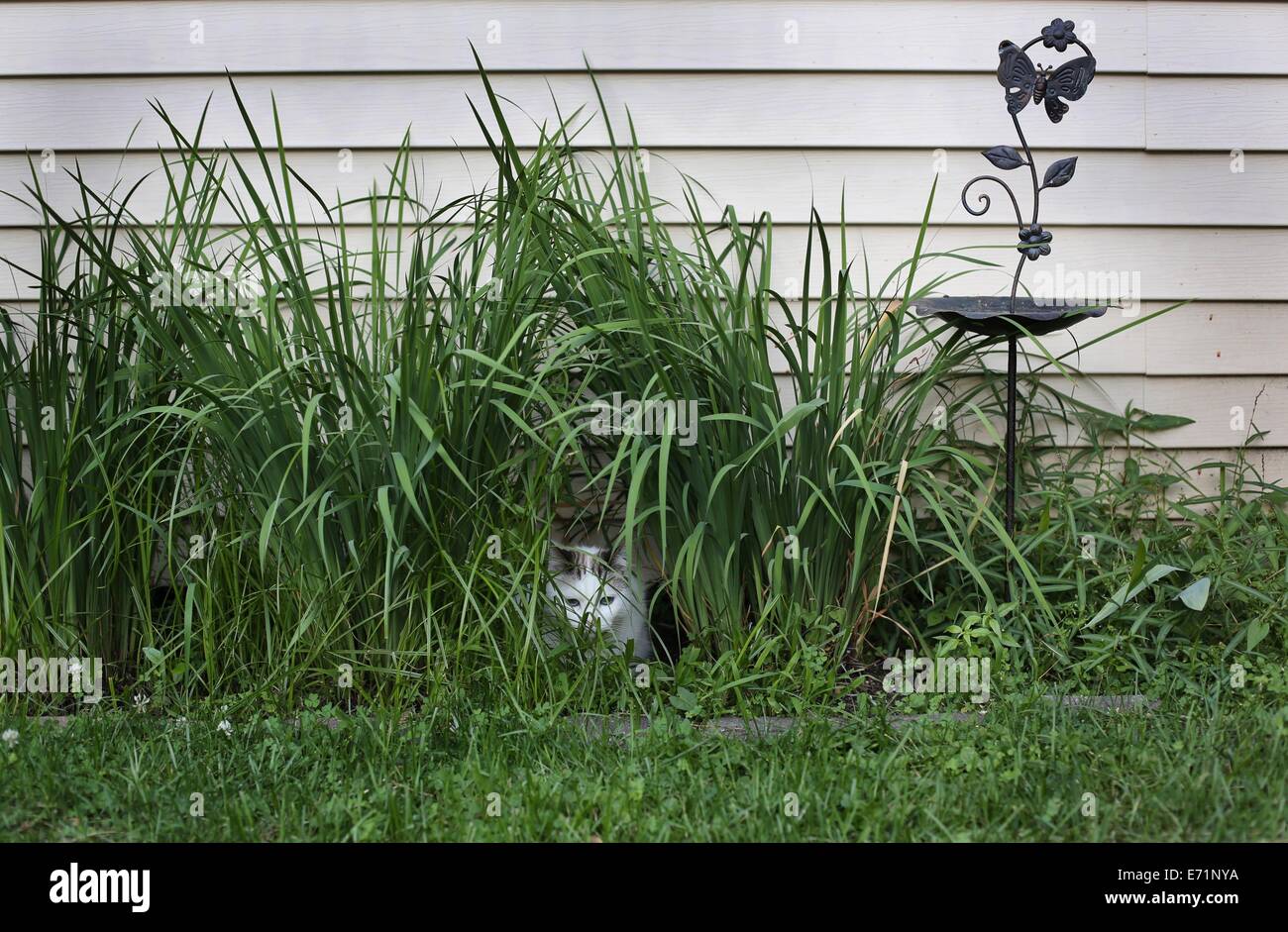 Un chat semi-caché dans les hautes herbes à côté d'un bain d'oiseaux. Banque D'Images