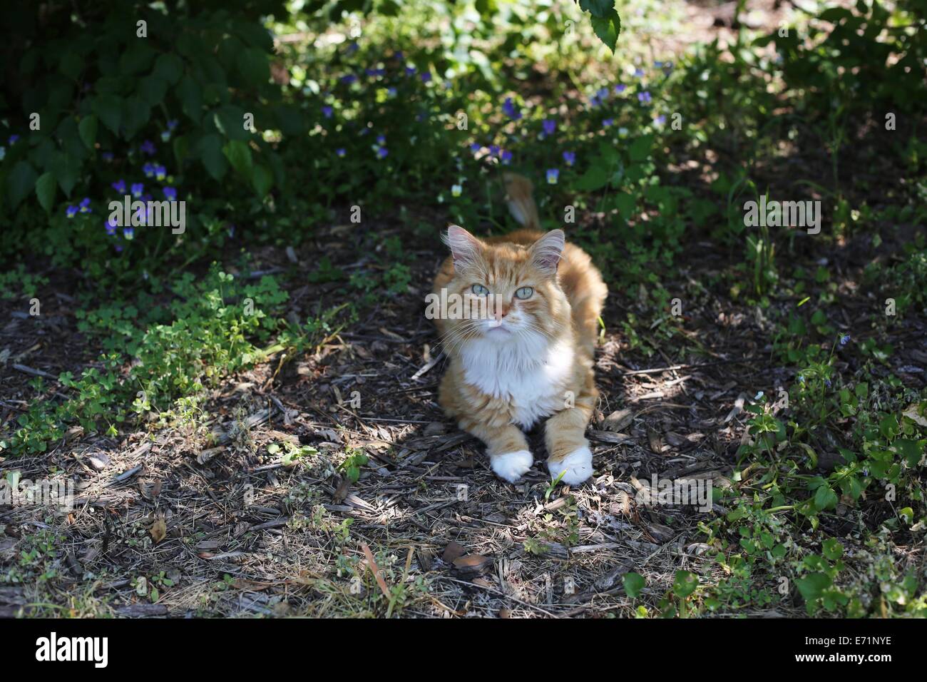 Un Joli Chat Jaune Avec Des Yeux Verts Se Trouvant à Lombre - 