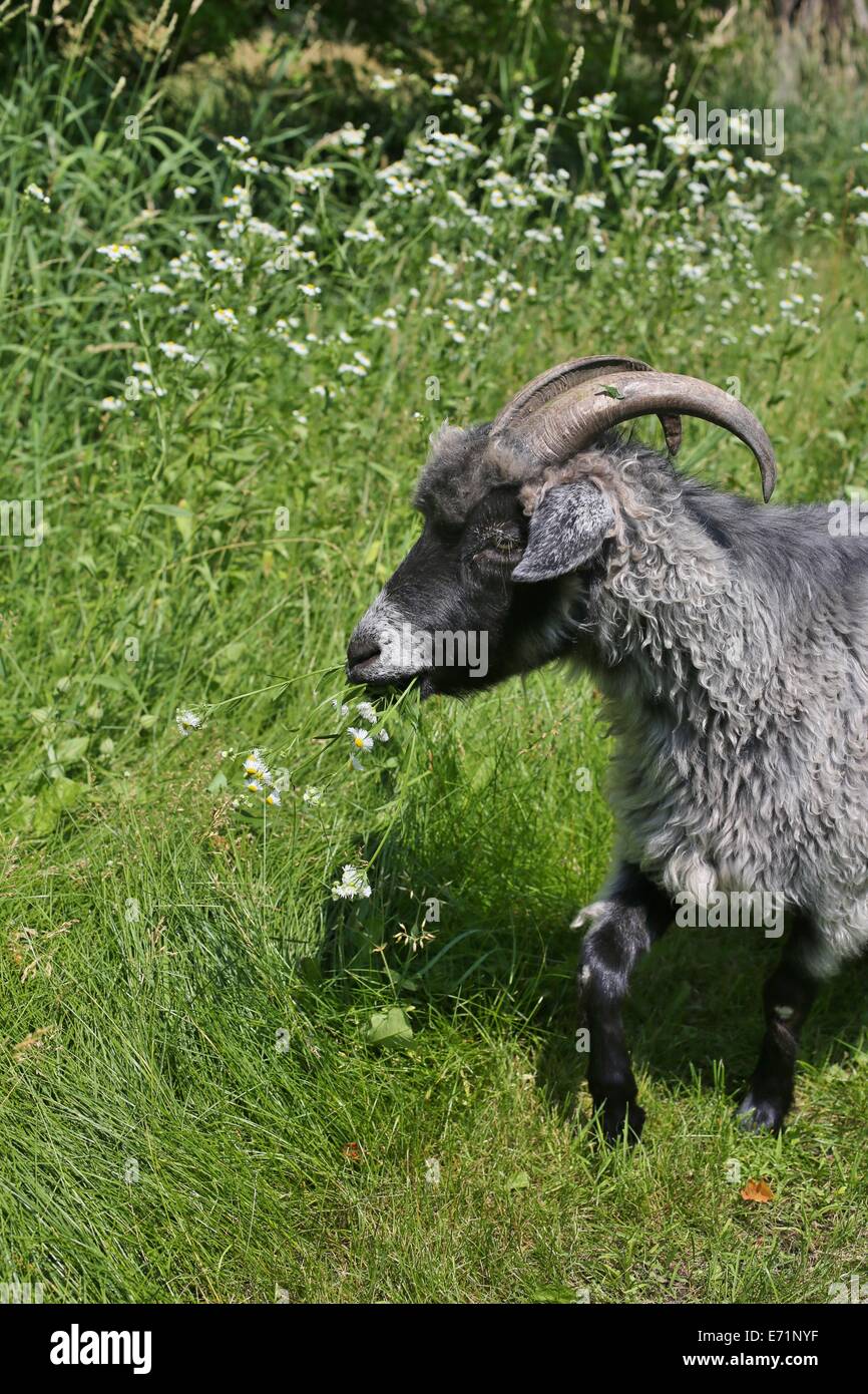 Un beau gazon vert manger chèvre et de fleurs. Banque D'Images