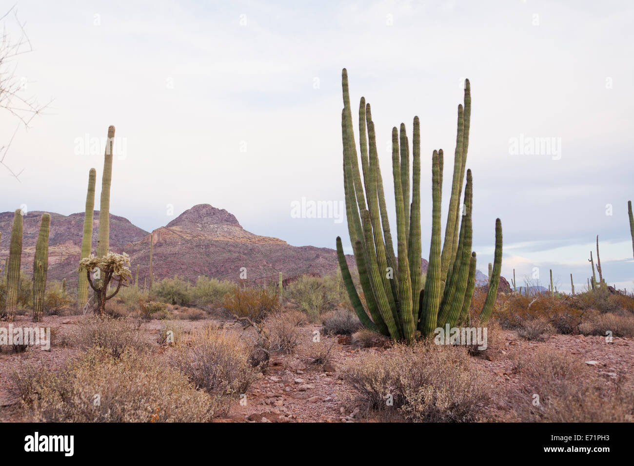 Tuyau d'orgue cactus - Arizona, USA Banque D'Images