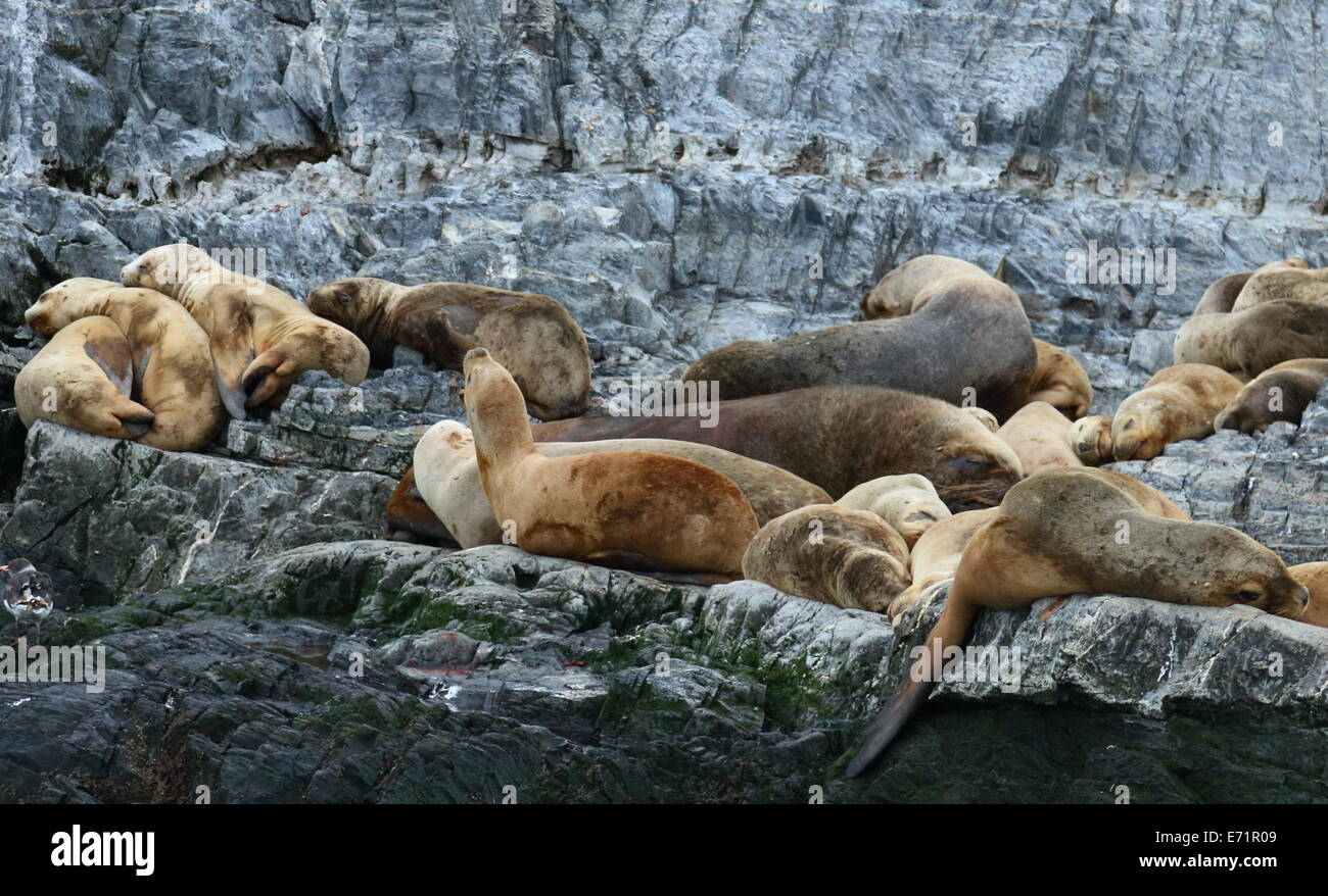 La colonie de lions de mer, le Canal de Beagle Banque D'Images