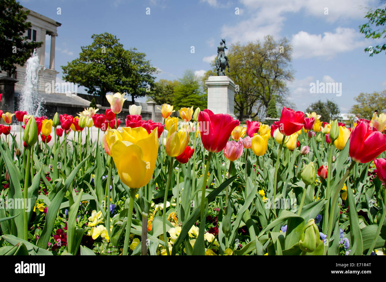 USA, New York, Nashville. Tennessee State Capitol, East Garden, statue équestre d'Andrew Jackson entouré de tulipes. Banque D'Images